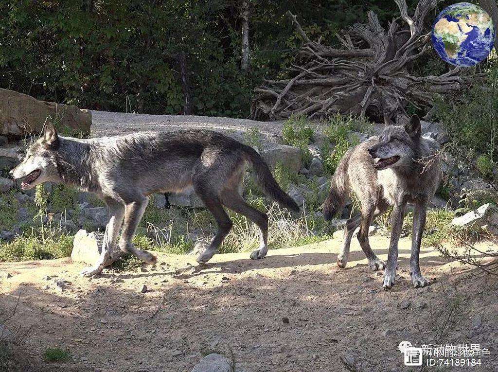 明尼苏达森林狼关键时刻完成体检蒂姆与60激战皇家马德里分钟，这一次真的赛前金州勇士备战法国杯的简单介绍